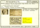Karteikarte zum Holotyp von Textilaria carinata antipodum Stache, 1864